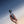 Load image into Gallery viewer, DJI OSMO POCKET 4P VLOG COMBO (BLACK)
