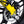 Carica l'immagine nel Visualizzatore galleria, Scrambler Ducati SCR Lander Yellow
